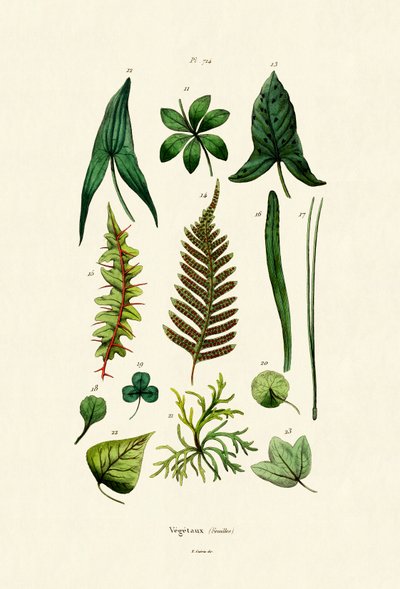 Piante da French School